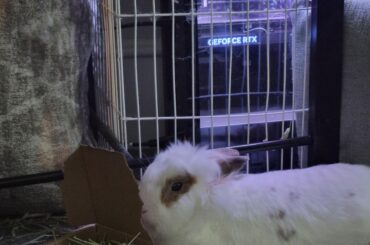 That was a little box I put hay in for him.