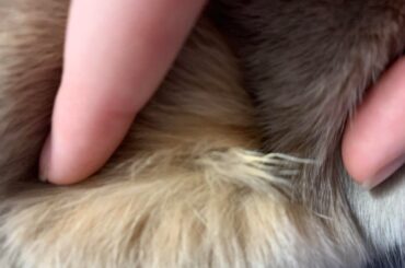 matted chunk of fur