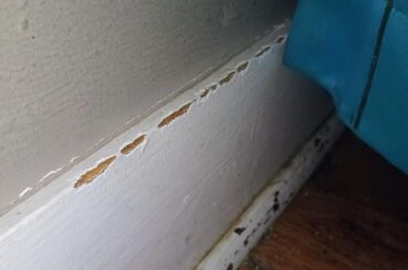 He has literally everything he could need infinite hay and infinite toys why the wall??!?