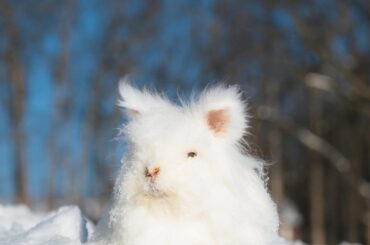 Snowy bunnies! …or lions 🦁 🐰 ❄️