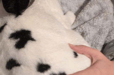 Do bunnies get clingy when sick?