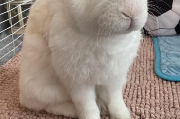 Wish Totoro luck!! 🍀