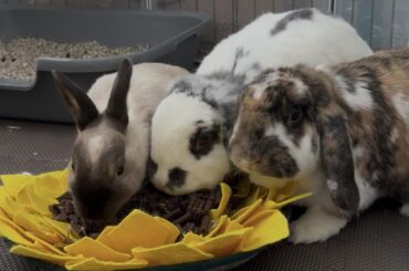 Feel like a failure of a bunny mom