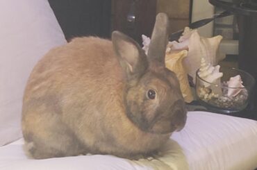 I swear this dude was pouncing on my feet this morning