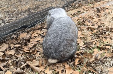 Buns just want to have fun