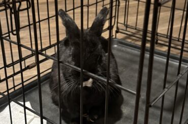 Wild Bunny(?) in SA, TX