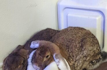 Our spayed female rabbit still has extreme nesting behaviors (advice needed)