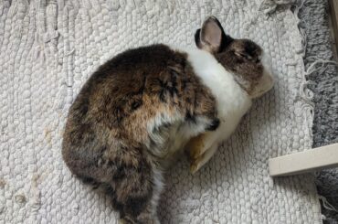 Sleeping Position No. 5: The Kangaroo