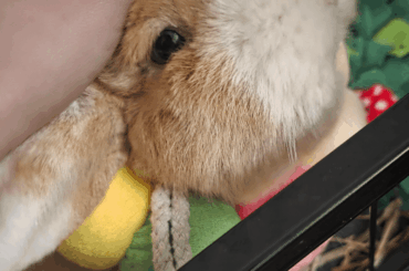 The immediate behavior switch after a spay!