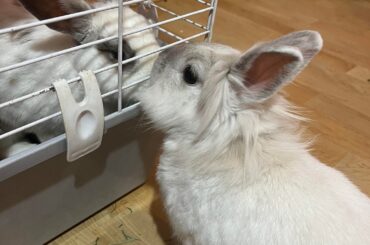 My ladies being introduced to each other