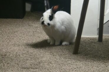 My Bun!