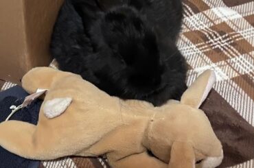 Huffing gently when pet