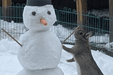 My bunny prefers sticks over carrots