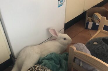 Only Fans Bun edition