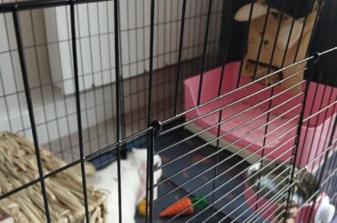 Any tips to help her settle? 💛