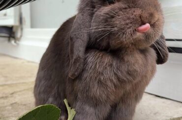 Happy tongue out day