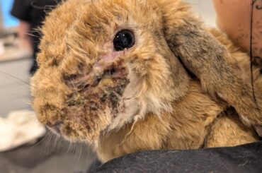 Shrewsbury Rabbit Rescue needs you! Registered UK charity 1212252