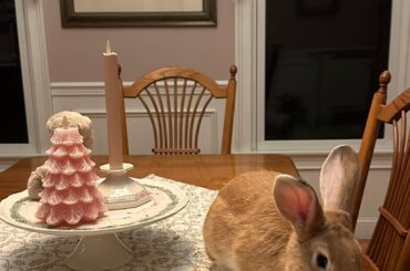 I have Bad Bunny at home.