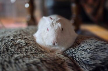 Gogo on his favourite cushion 🐇