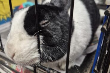 I volunteer at a rabbit rescue/shelter. Meet the resident bun child, Dutch.