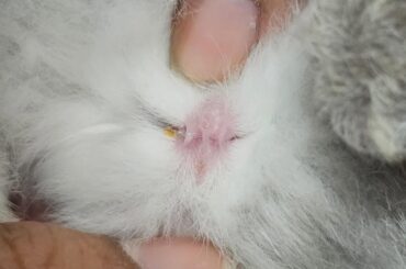 Please help me identify its gender 🙏