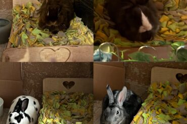 Are Mini Rexes perhaps a bit stupid?