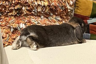 fluffy butt on the sofa