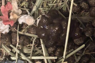 Please help | Bunny Poop