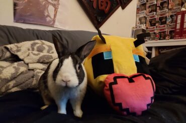 Bunjamin and the big bee I just picked up during a cottage cheese run