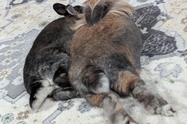 When the nap after the third breakfast hits hard