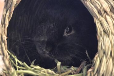 New addition: meet Toast!