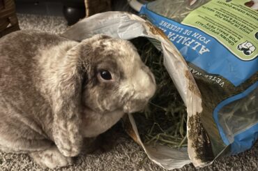 Does anyone else’s bunny like to eat out if the bag lol