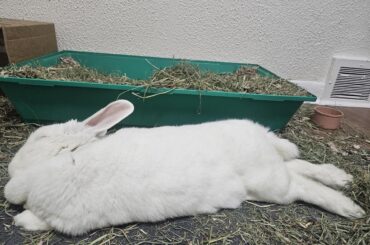 Thought she went to hay heaven