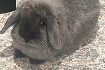 My rabbit has mittens???