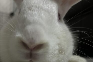 very anxious for spay