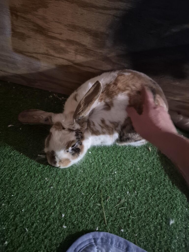 Snuggly bun tonight<3