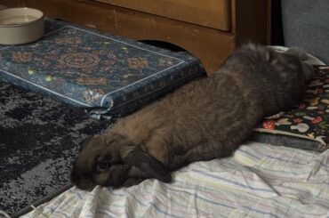 Saw my bunny like this 😅😅