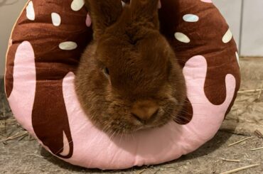 I'm gonna end you, hooman!!!