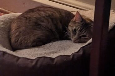 Help-litter question