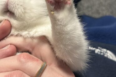 Need advice on pododermatitis-like on front paws