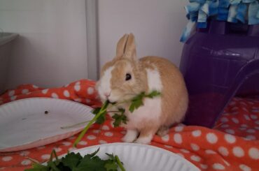 Mr. Looney, the tippiest of tippitaps