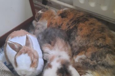 A seventh birthday against all odds