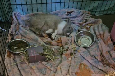 Update on Found Bunny!