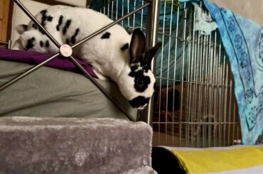 How to use stairs: A tutorial by Queen Spoon