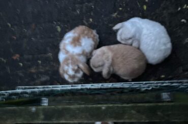 They want to be fed I think