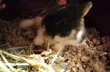 Foster bunny (for now?)