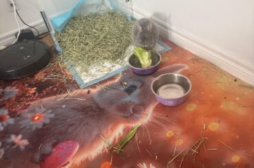 Does anyone else’s bunny get cranky