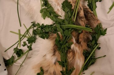 I just lost her tonight and i really need tips how to get through grief gently