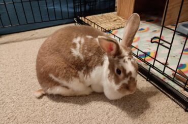Help ID my foster bun!