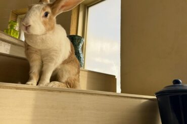 best timothy hay in the US?